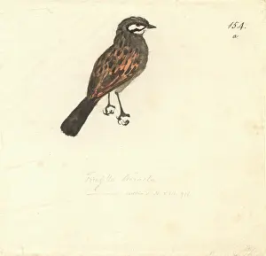 Capensis: Emberiza capensis, Cape bunting