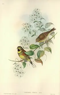 Clematis: Emberiza cirlus, cirl bunting