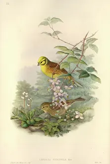 Emberiza: Emberiza citrinella, yellowhammer
