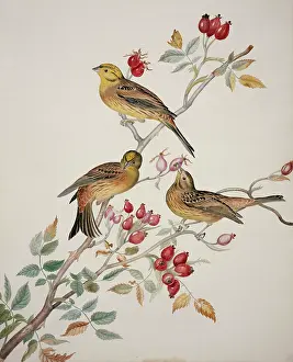 Pecking: Emberiza citrinella, yellowhammer