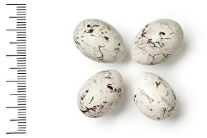 Clutch: Emberiza leucocephalos, pine bunting eggs