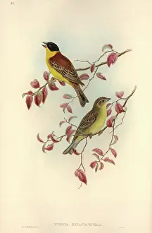 Black Headed: Emberiza melanocephala, black-headed bunting