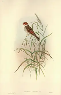 Pusilla: Emberiza pusilla, little bunting