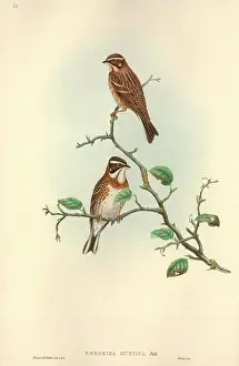 Moustached: Emberiza rustica, rustic bunting