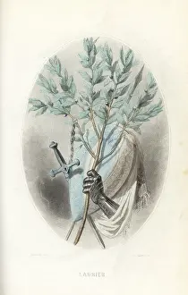 Geoffrois: Emblematic illustration of the laurel, Laurus nobilis