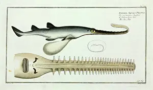Elasmobranch: Embrio squali pristis or The Saw fish