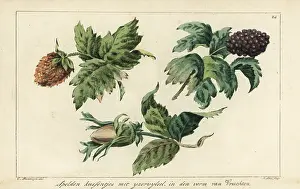 Interior Decoration: Embroidery patterns for fruits, berries and acorns