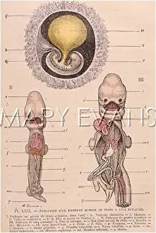 Embryo: EMBRYO AT 3, 4, 5 WEEKS