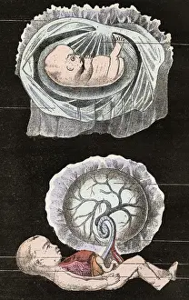 Pregnancy: EMBRYO, FINAL STAGES