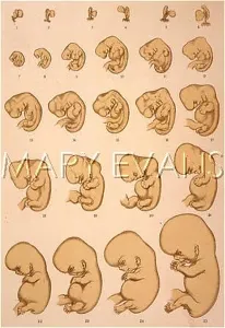 Foetus: EMBRYO TO FOETUS