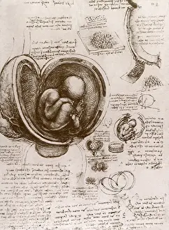 Foetus: Embryo in the Womb, by Leonardo da Vinci