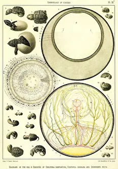 Embryonic: Embryonic Turtle Life