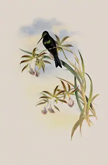 Frontalis: Emerald-Fronted Hummingbird, Ionolaima Frontalis