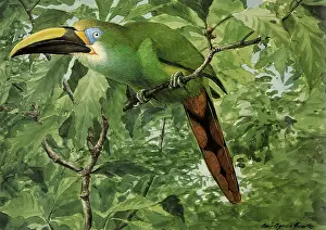 Emerald: Emerald Toucanet, Aulacorhynchus prasinus