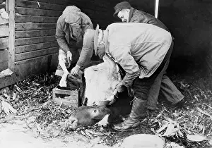 Reduce: Emergency slaughter during the Great Depression, 1933