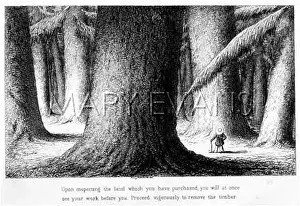 Dwarfed: EMIGRATION/BIG TREES