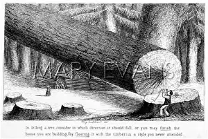 Fells: EMIGRATION/FELLING TREE