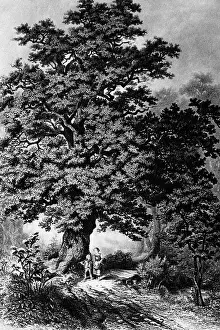 Wald: Emil Adolf Rossmaessler