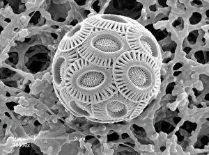 Coccolith: Emiliana huxleyi, coccolith