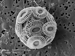 Chromalveolata: Emiliania huxleyi