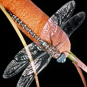 Cattail: Emperor Dragonfly or Blue Emperor Anax Imperator