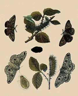 Albin: Emperor Moth