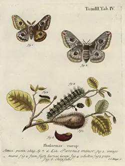Esper: Emperor moth, Saturnia pavonia