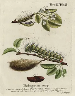 Chrysalis: Emperor moth, Saturnia pavonia, larva, pupa, chrysalis