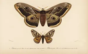 Saturnia: Emperor moths