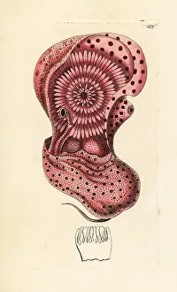 Chambered: Emperor nautilus cephalopod out of its shell