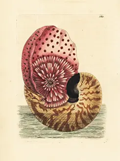 Chambered: Emperor nautilus cephalopod in its shell