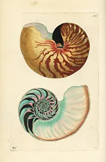Chambered: Emperor nautilus shell, Nautilus pompilius