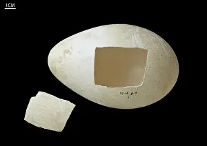 Aptenodytes: Emperor penguin egg