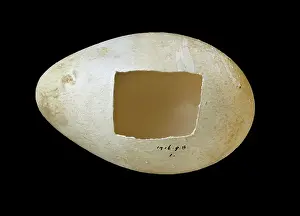 Aptenodytes: Emperor penguin egg