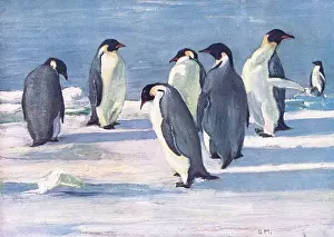 Conclave: EMPEROR PENGUINS