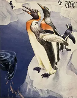 Ripples: Emperor Penguins - Antarctica