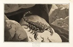 Zoography: Emperor scorpion in a mountainous African landscape