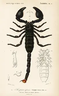 Scorpio: Emperor scorpion, Pandinus imperator