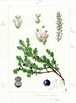 Sprig: Empetrum nigrum - crowberry
