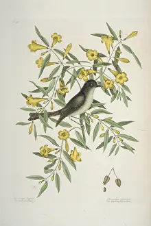 Tyrant: Empidonax atriceps, black-capped flycatcher