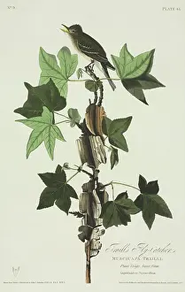 Tyrant: Empidonax traillii, willow flycatcher