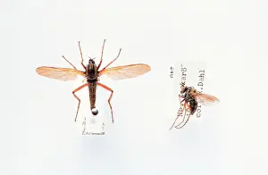 Entomological: Empis sp. dance fly