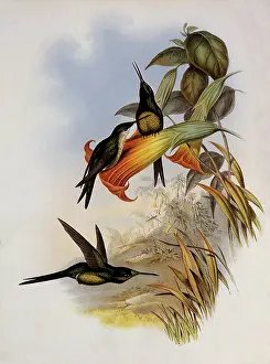 Eugenia: Empress Hummingbird, Eugenia ImperatriX