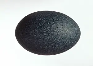 Dromaius: Emu egg