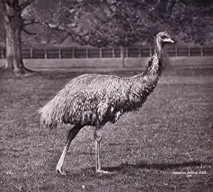 Dromaius: Emu by Gambier Bolton