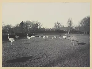 Rhea: Emu and rheas at Tring Park