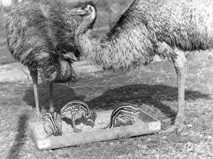 Emus: EMUS AND CHICKS