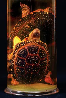 Terrapin: Emydoidea blandingi, Blanding's terrapin