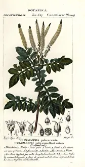 Incarnata: Encenillo, Weinmannia pubescens