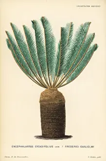 Lillustration: Encephalartos cycadifolius
